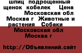 шпиц. подрощенный щенок. кобелек. › Цена ­ 60 000 - Московская обл., Москва г. Животные и растения » Собаки   . Московская обл.,Москва г.